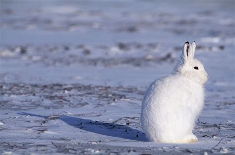 13 Incredible Arctic Animals