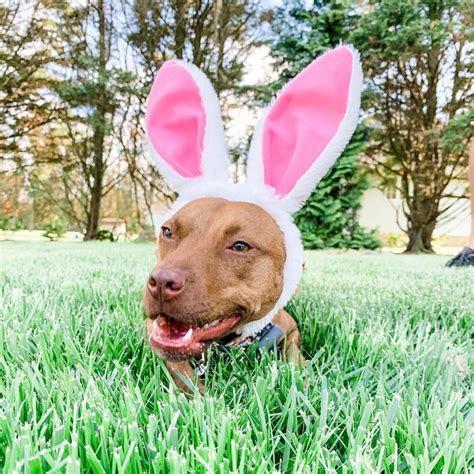 velma on Instagram: “hoppy easter every bunny! 🐰🥕🥚 #happyeaster # ...