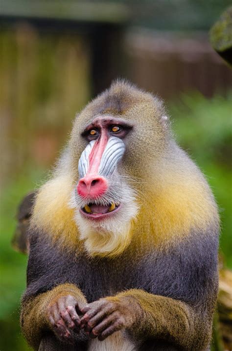 Yellow and Black Baboon #animal #close-up #cute #mandrill #monkey # ...