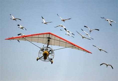 Five whooping cranes bed down in Alabama on cross country migration ...