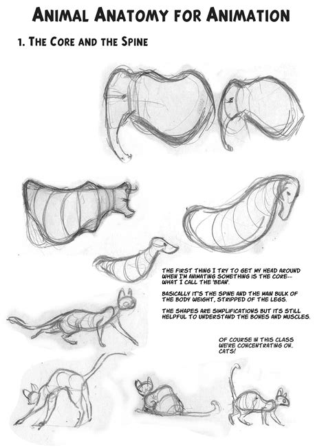 Cat Anatomy Notes– The Spine