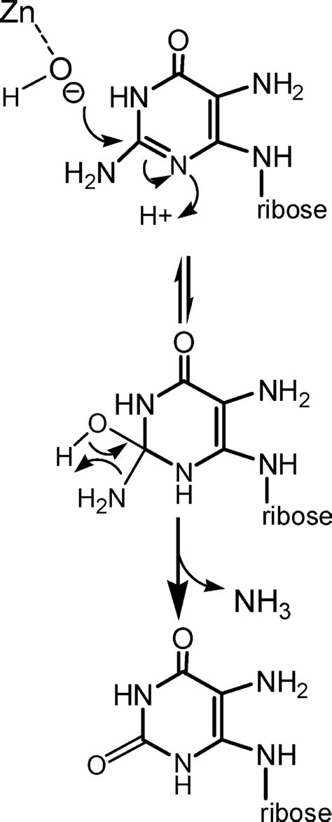 Proposed mechanism of deamination. | Download Scientific Diagram