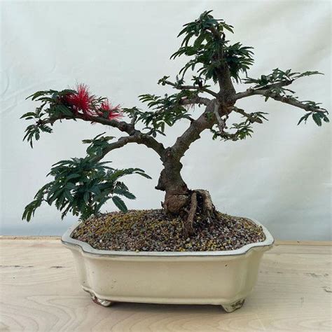 17 Best Mimosa Tree Bonsai Pictures | Balcony Garden Web