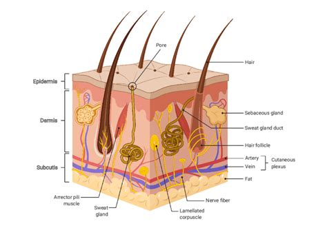 1: Anatomy of human skin. Human skin is organised in the three layers ...