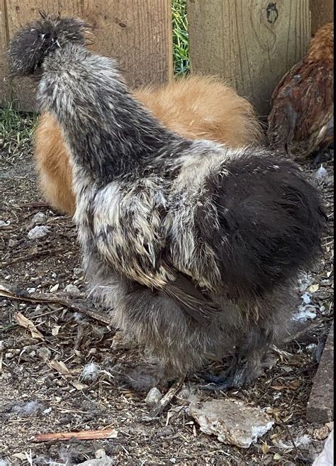 6 Show Quality Silkie Chicken Fertile Hatching Eggs,all Colors,Bearded ...