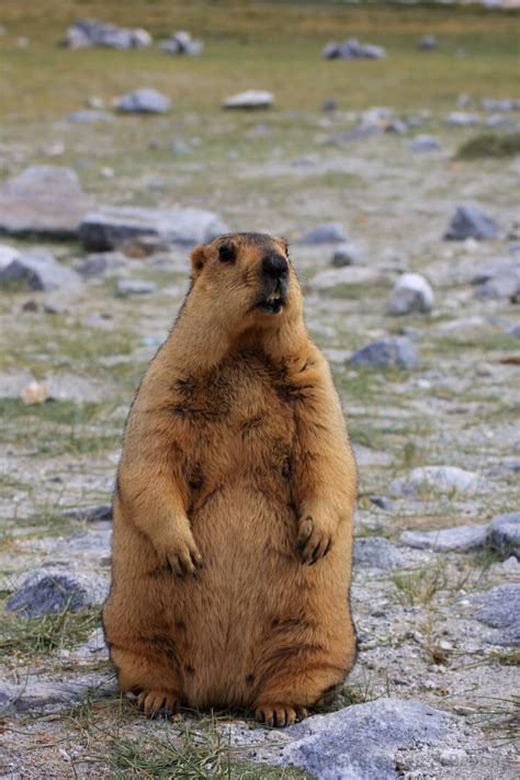 Travel Shot | Feeding Himalayan marmots in Ladakh, India