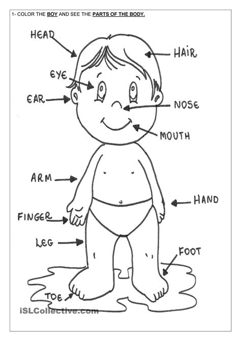 Body Parts Coloring Pages For Kids - Coloring Home