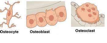 Osteocytes Osteoblasts Osteoclasts