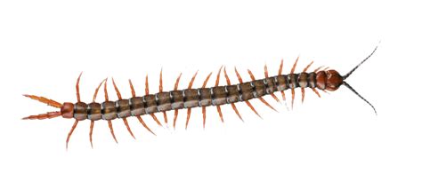 Centipede transparent PNG - StickPNG