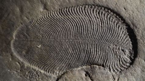 This is what the oldest confirmed animal fossil looks like | CBC News