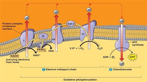 Atp Synthesis Diagram