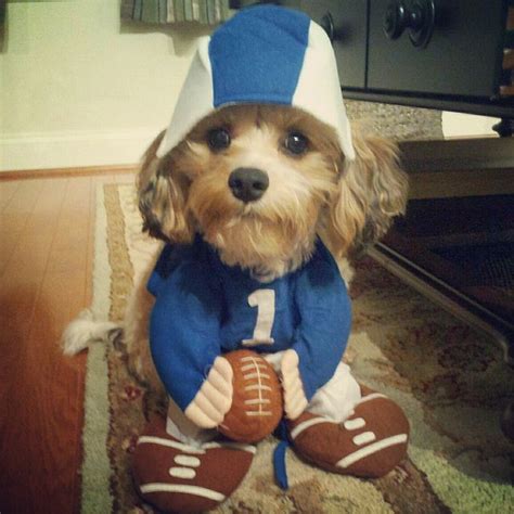 Football Player Dog Costume | Halloween pet safety, Halloween animals ...