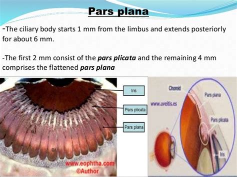 Surgical anatomy of the retina