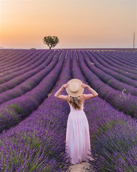 Essential Guide to the Lavender Fields in Provence - Limitless Secrets