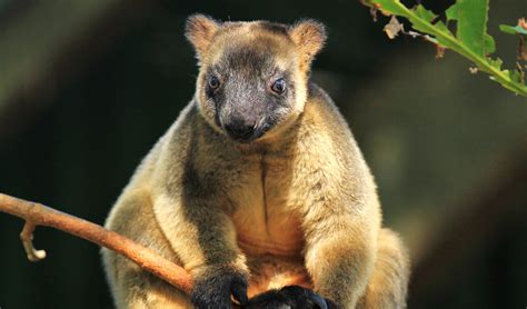 Australia's bizarre creatures - Australian Geographic