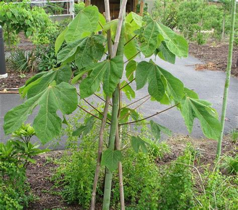 Firmiana simplex (Chinese Parasol tree) – Brian's Botanicals