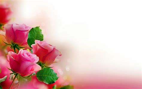 Wallpapers Tagged With ROSES | ROSES HD Wallpapers | Page 1 | Rose ...