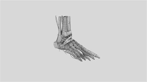 Complete Foot Anatomy 3D Model $89 - .fbx .unknown .max .obj - Free3D