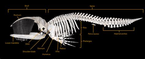 Sperm Whale Skeleton Diagram