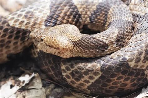 Venomous Snakes of Delaware - Krebs Creek