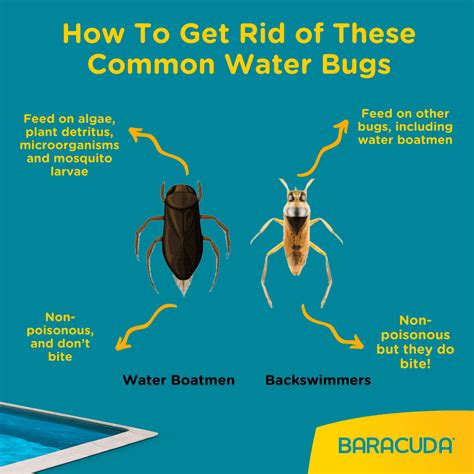 Get Rid of Water Bugs In Your Pool | Baracuda Australia