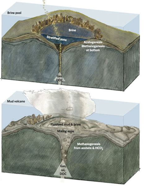 Brine pool - Alchetron, The Free Social Encyclopedia