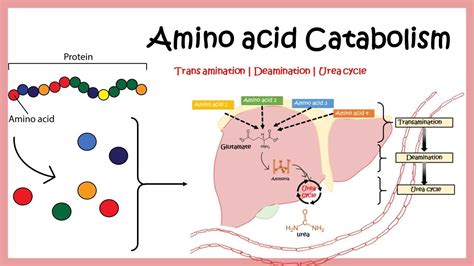 Amino acid catabolism (Transamination | Deamination | Urea cycle) - YouTube