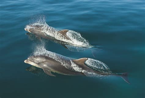 100 bottlenose dolphins hunted in Faroe Islands - Whale & Dolphin ...