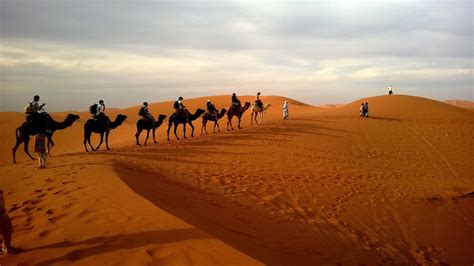 Cholistan Camel Safari – Discovery Pakistan