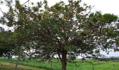 Canistel tree at Taman Pertanian Universiti, Universiti Putra Malaysia ...