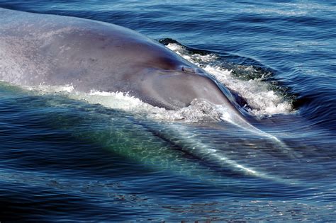 Blue Whales: The Giants of Marine Conservation, Chile | Whitley Award