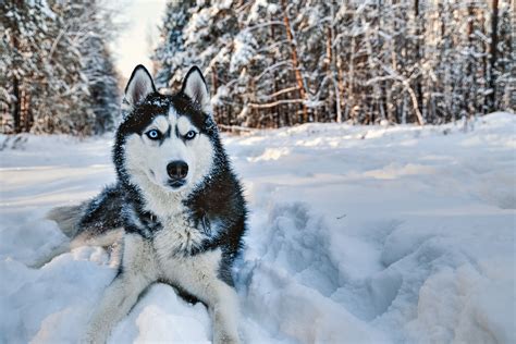 Siberian Husky: Full Profile, History, and Care