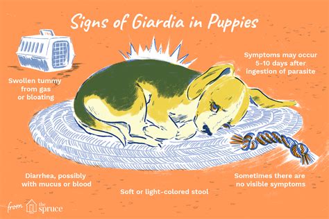 How to Treat Giardia in Puppies