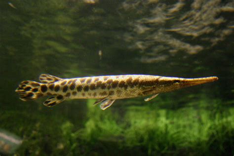 File:Lepisosteus oculatus1.jpg - Wikimedia Commons