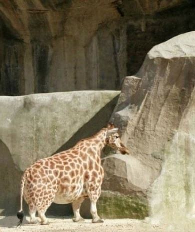 Is This a Picture of an Unusually Short Giraffe? | Snopes.com