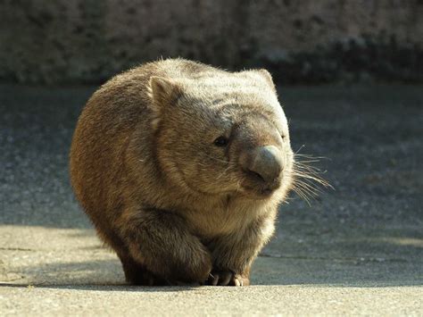 Wombat Fat Animals, Animals Images, Australian Fauna, Australia Animals ...