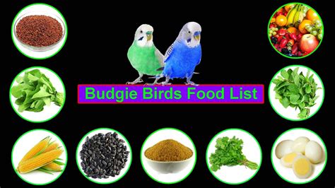 Baby Budgie Food List - ideakithotline