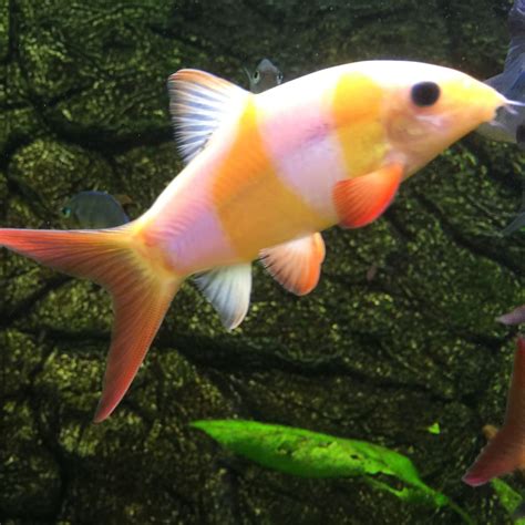 Clown Loach For Sale - Clown loach pond 19.05.2019 - YouTube : Safe to ...