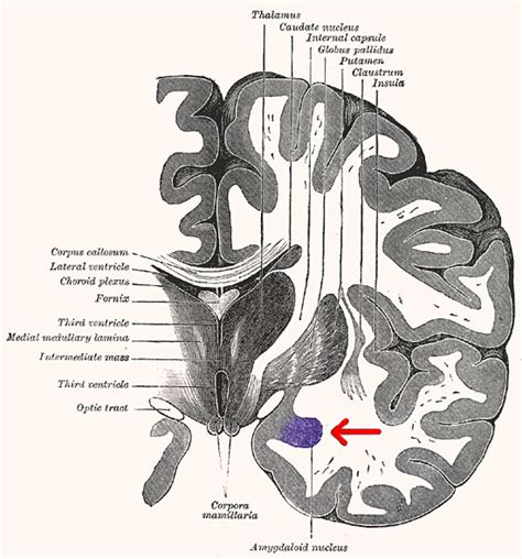 Depression in Association with Anxiety Makes Amygdala Bigger | Sci.News