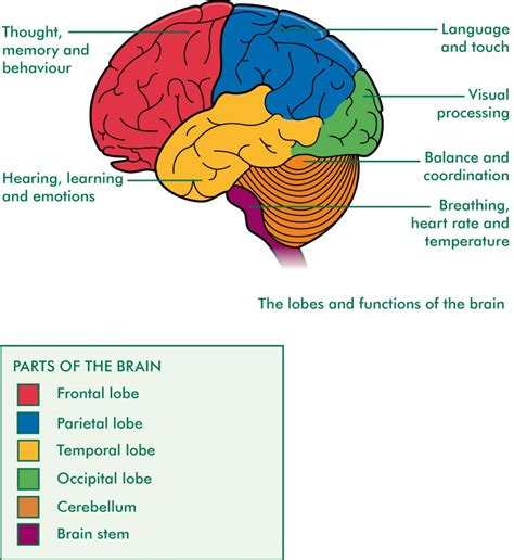 Diagram Of Brain Structures And Their Functions Parts Of The