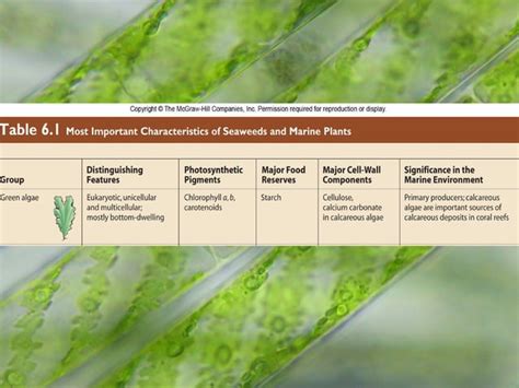 Chlorophyta