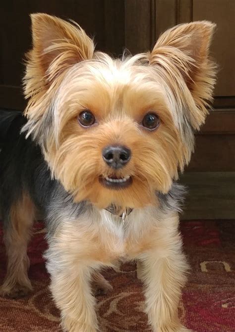 Niko, our 7 month old "Grand" Yorkie showing off his new teefers 💜 ...