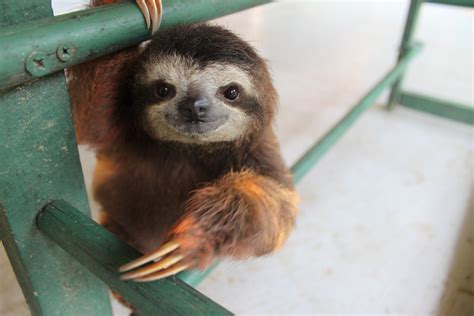 Sleepy Sloths Yawning And Gazing At Flowers... Slowly, Very Slowly ...