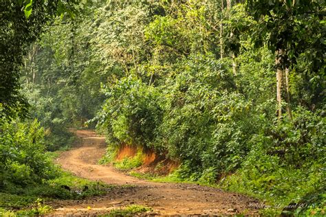 180919 Kakamega Forest National Reserve -4711 | Serge Léonard | Flickr