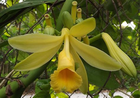 Vanilla Orchid Flower Blooming in Miami - Anya's Garden Natural Perfumes