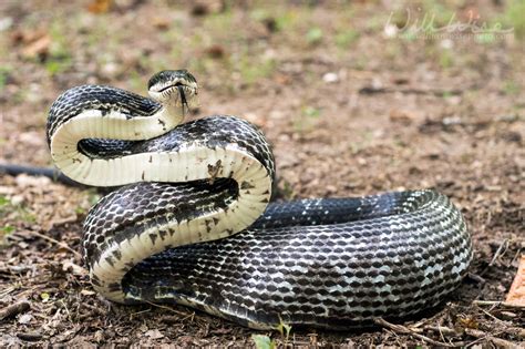 Six Foot Black Ratsnake, Oglethorpe County, Georgia - WILLIAM WISE ...