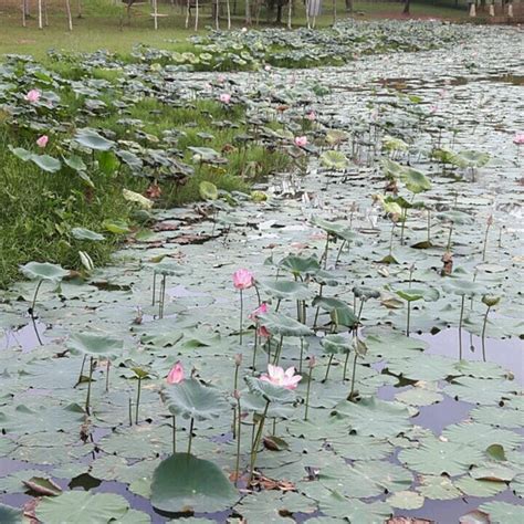 Ara Damansara Park - Park in Petaling Jaya