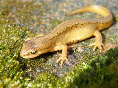 Surprising Things Few People Know About Common Newts – Page 2 – Animal ...