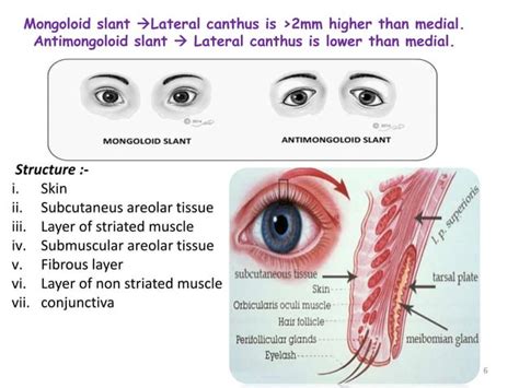 Eyelid anatomy & lacrimal pump physiology