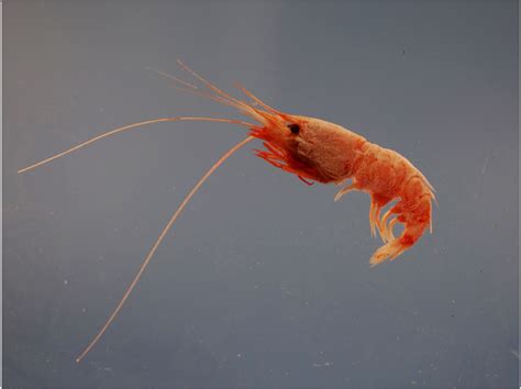 Shrimp Used for Better Bioluminescent Cancer Imaging - Dentistry Today